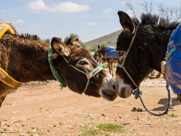 A lady stands in front of three camels in the Sahara Desert as she participates in a trek to raise funds for SPANA.