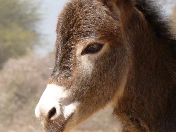 The face of a brown and white donkey foal