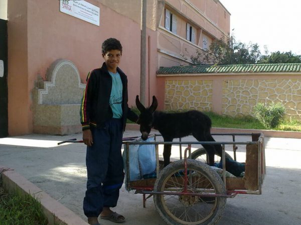 Mensi the foal in cart