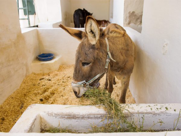Morocco donkey eating
