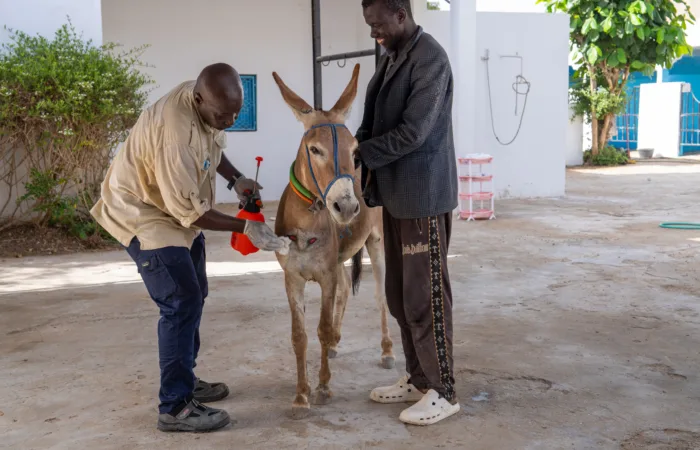 Noauckhott donkey receiving veterinary treatment