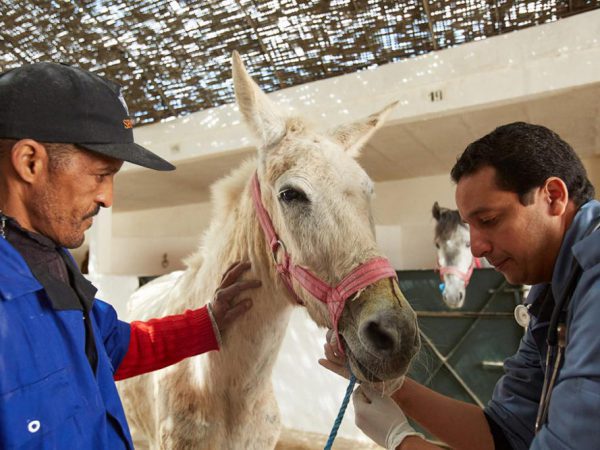 Vets treating white mule