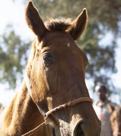 Dama the horse from Ethiopia