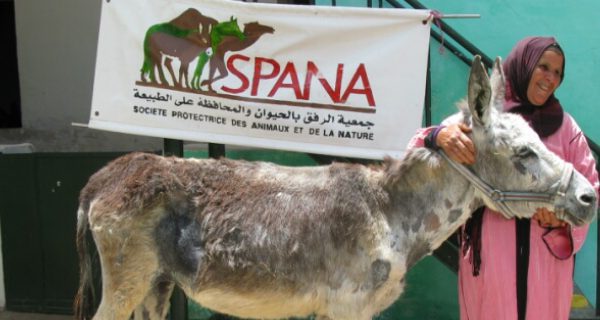 a woman with a donkey