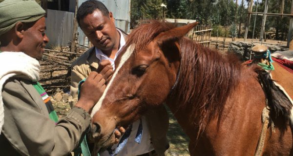 Aman the horse being treated by a vet