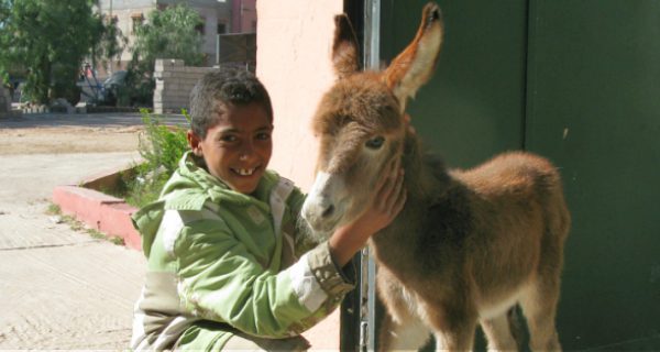 brave saida protects her foal