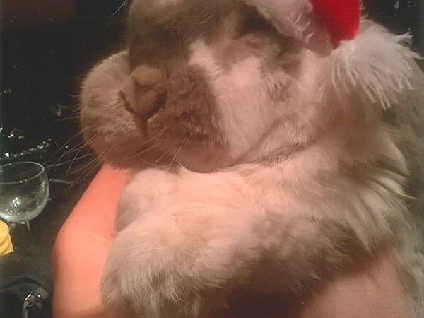 Fundraising rabbit, Chia, in Santa hat
