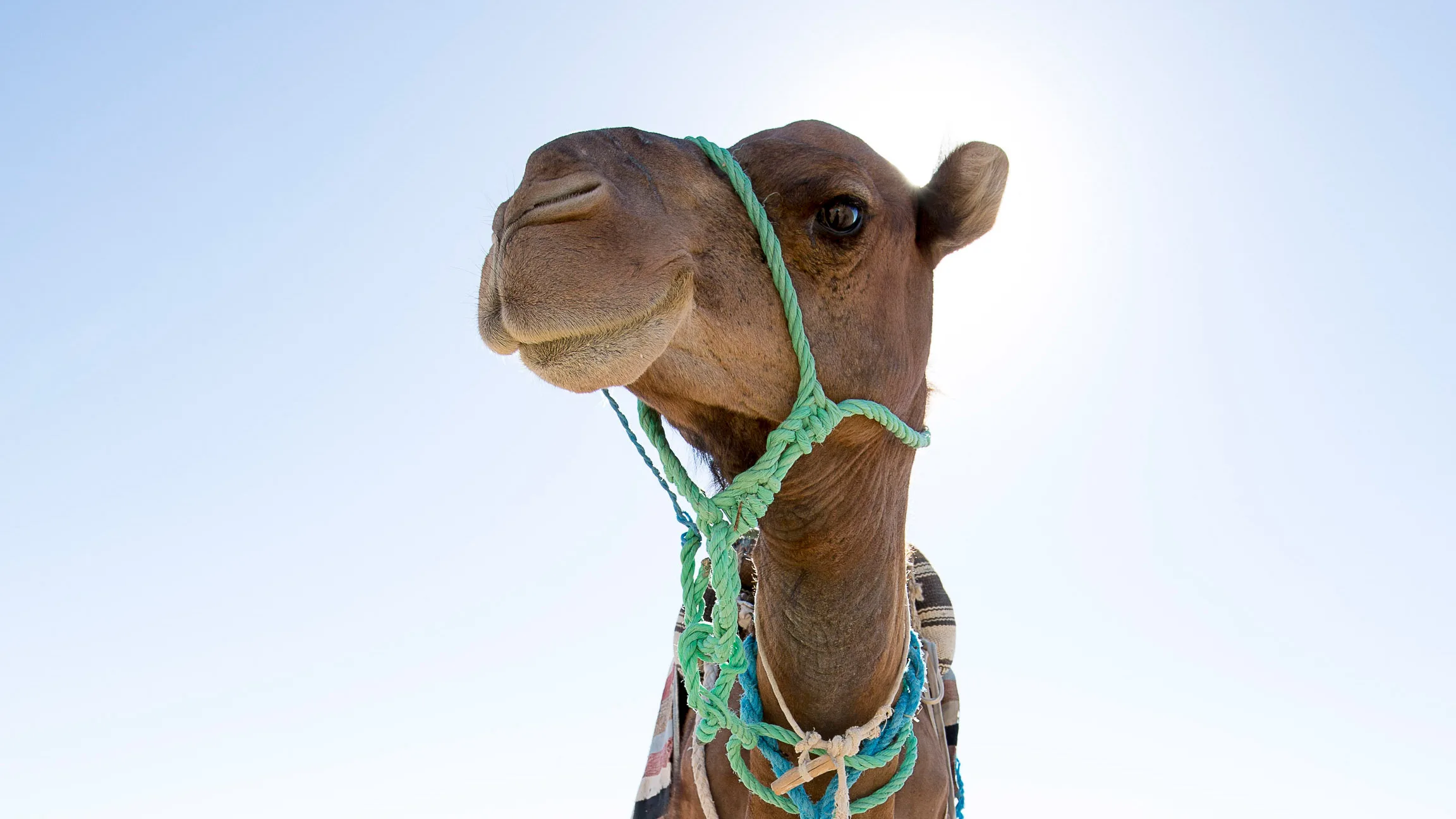 Portrait of a camel with a very wide angle