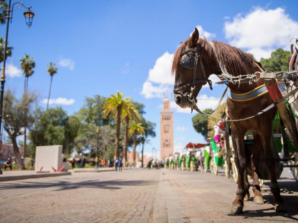 Carriage horses waiting in a line