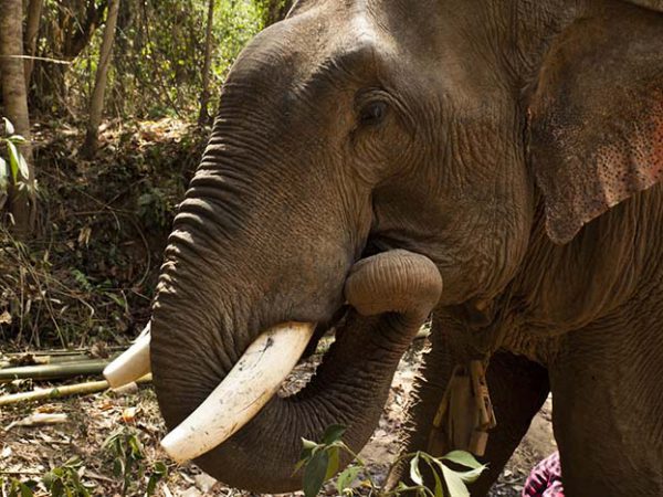 Close up of elephant in jungle