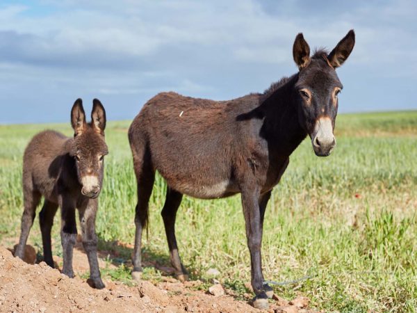 Donkey and foal in field