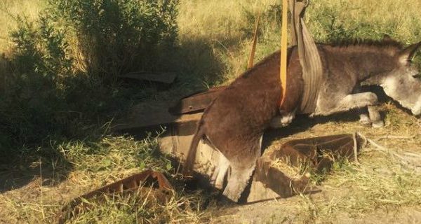 Donkey being rescued