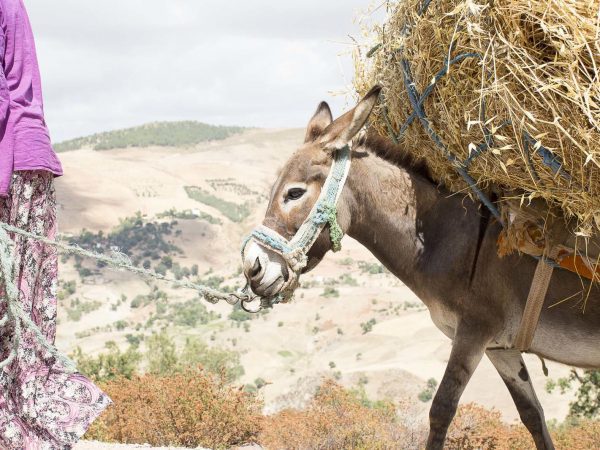 Donkey carrying hay