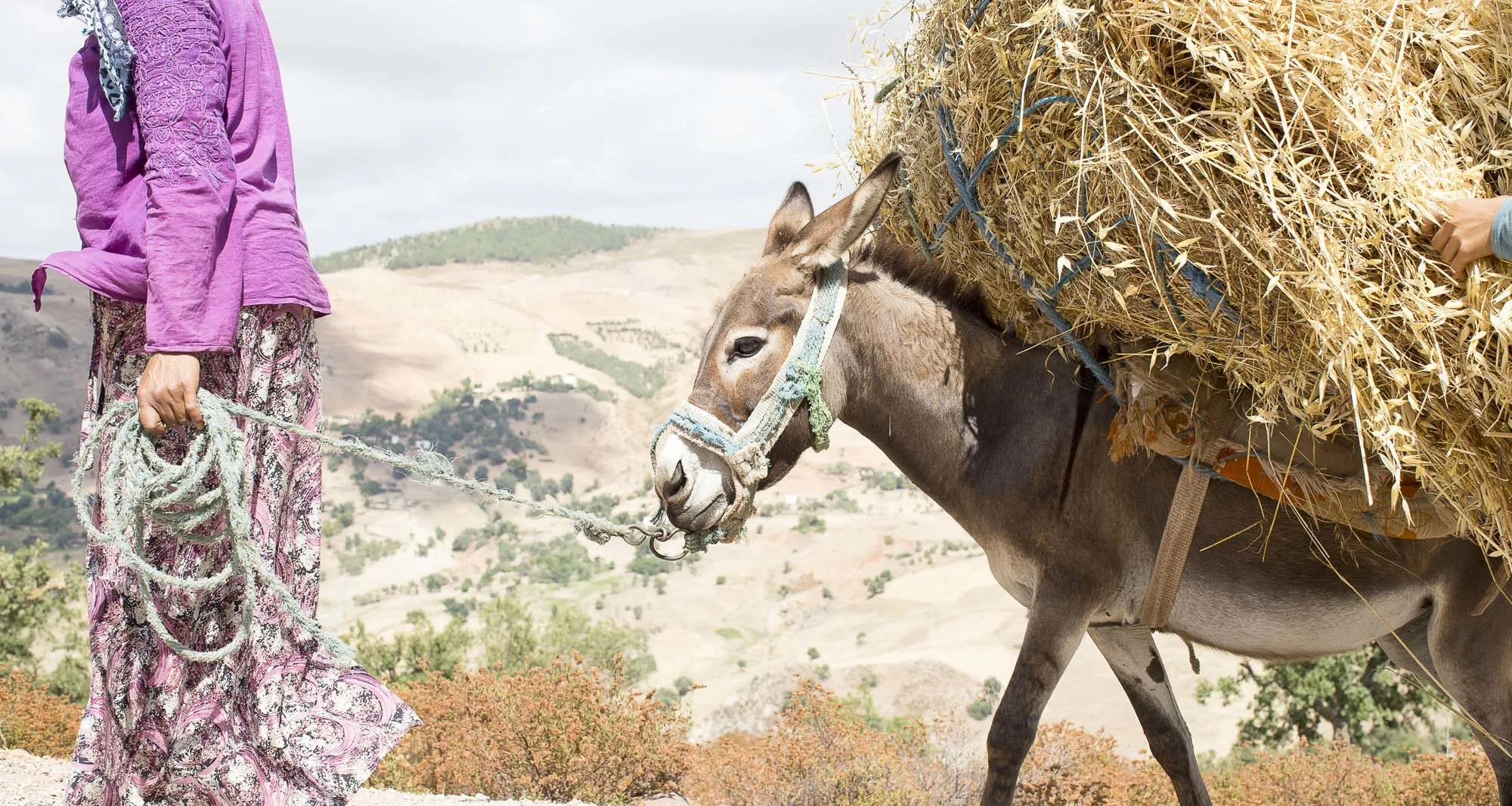 Donkey carrying hay