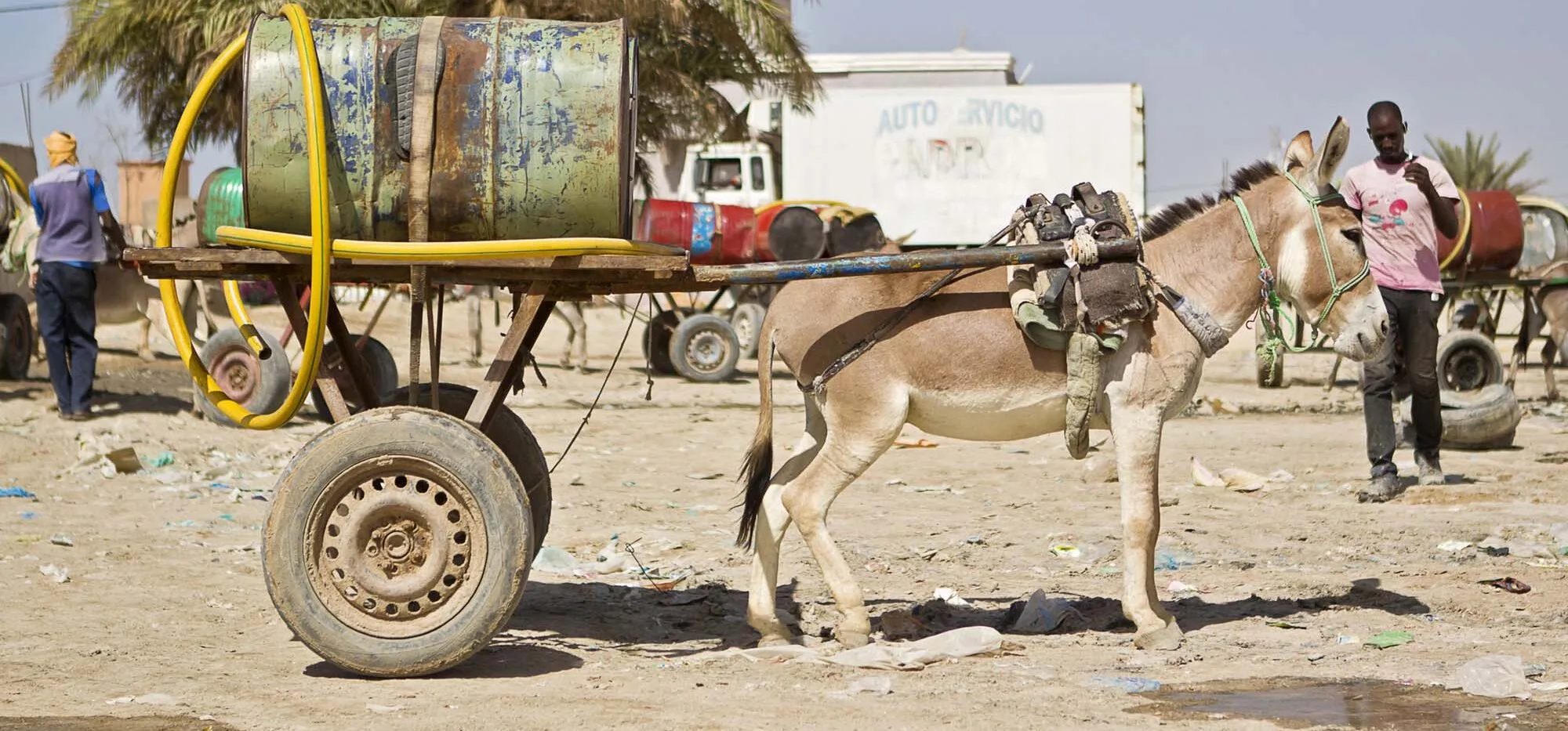 Donkey harnessed to cart