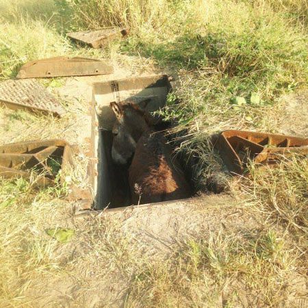Donkey stucked in hole