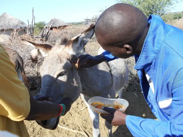Donkeys wounds being cleaned