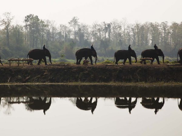 Elephants walking in a line next to river