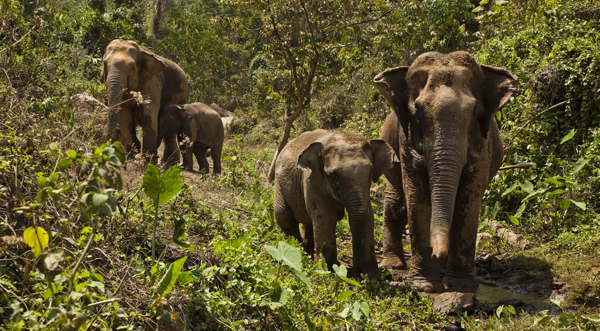 Elephants walking through jungle