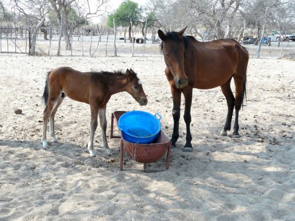 Foal and horse at feeding trough