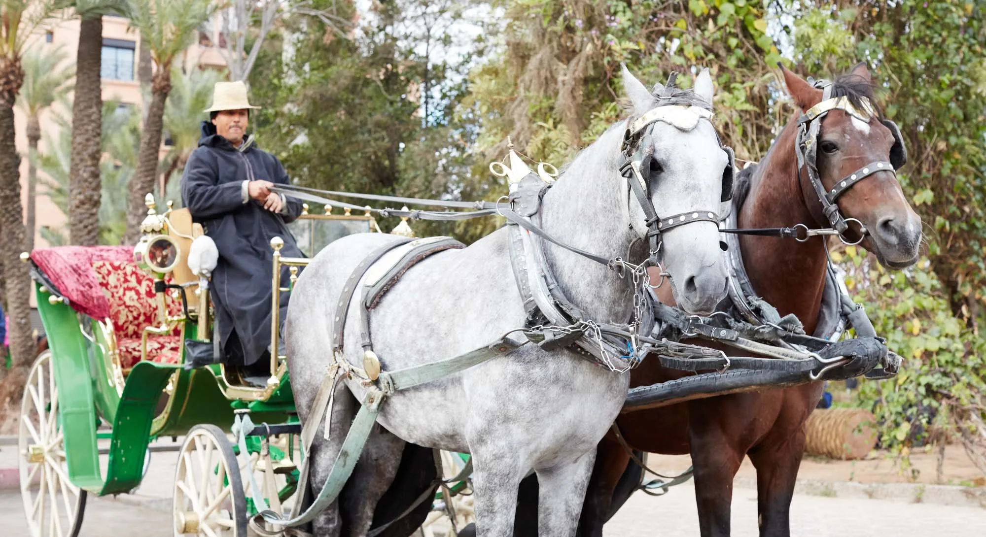 Grey and brown carriage horses