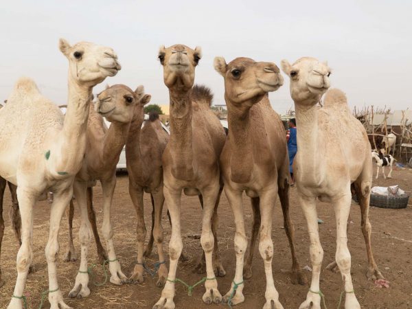Group of camels
