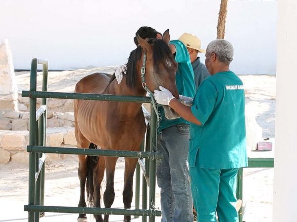 Horse being treated by vets