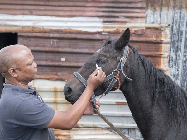 Vet treating horse's eye