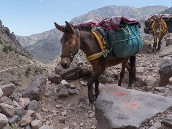 Mules walking on mountain
