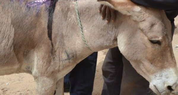 putting papis on the road to recovery