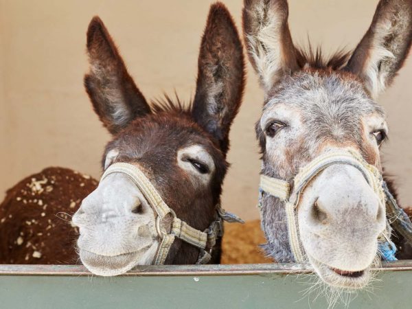 Smiling donkeys