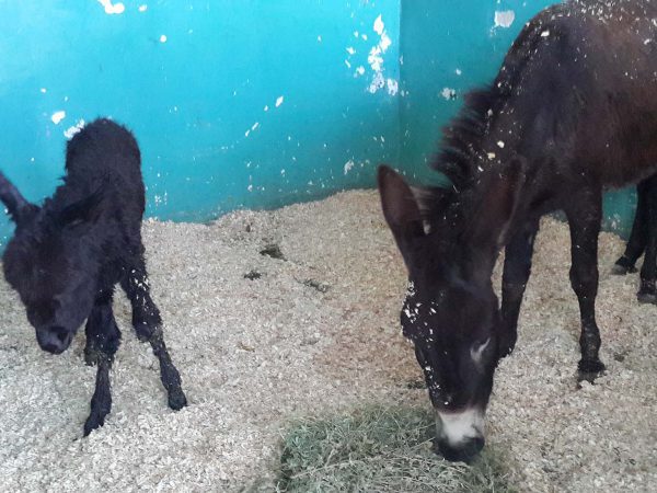 Donkey foal and donkey in stable