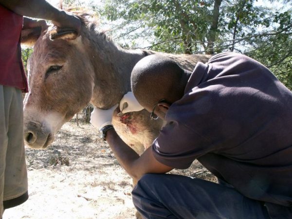 Treating donkeys wounds
