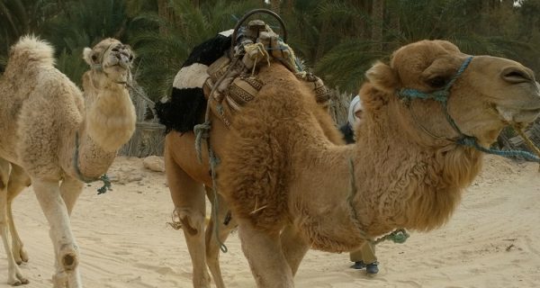 Two camels are leaded