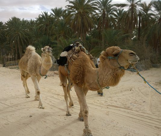Two camels are leaded