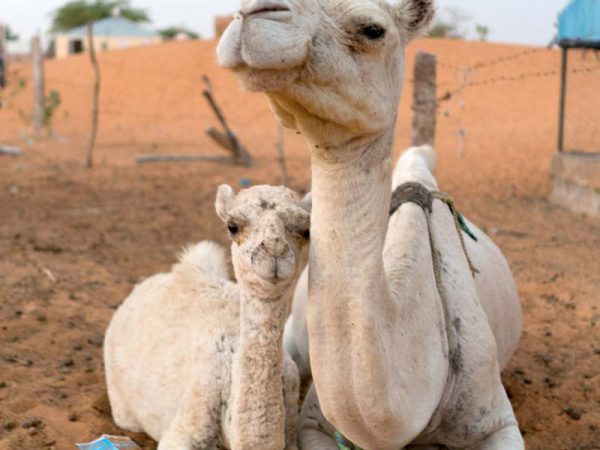 Two camels laying on the sand