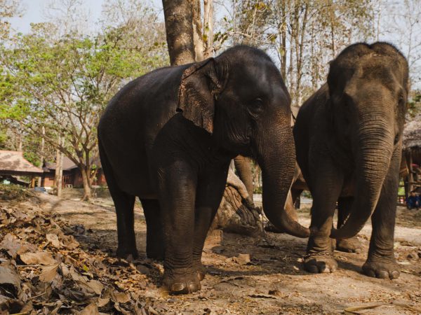 Two elephants standing next to each other