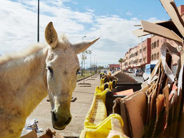 White mule by rubbish bin