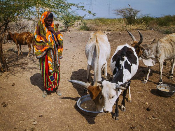 Cows eating grain with woman watching