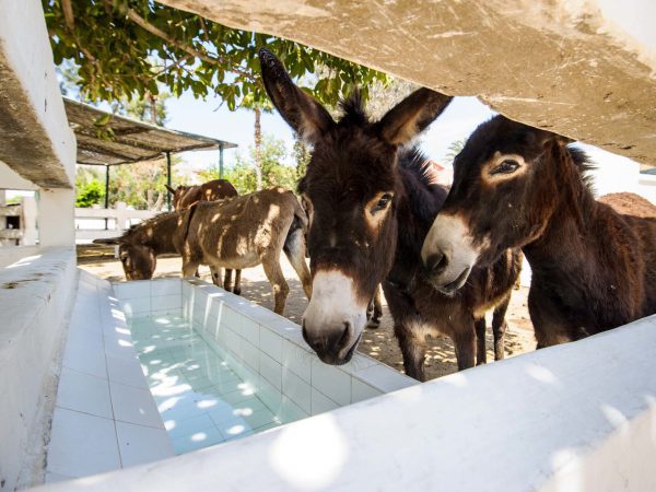 donkeys by water trough