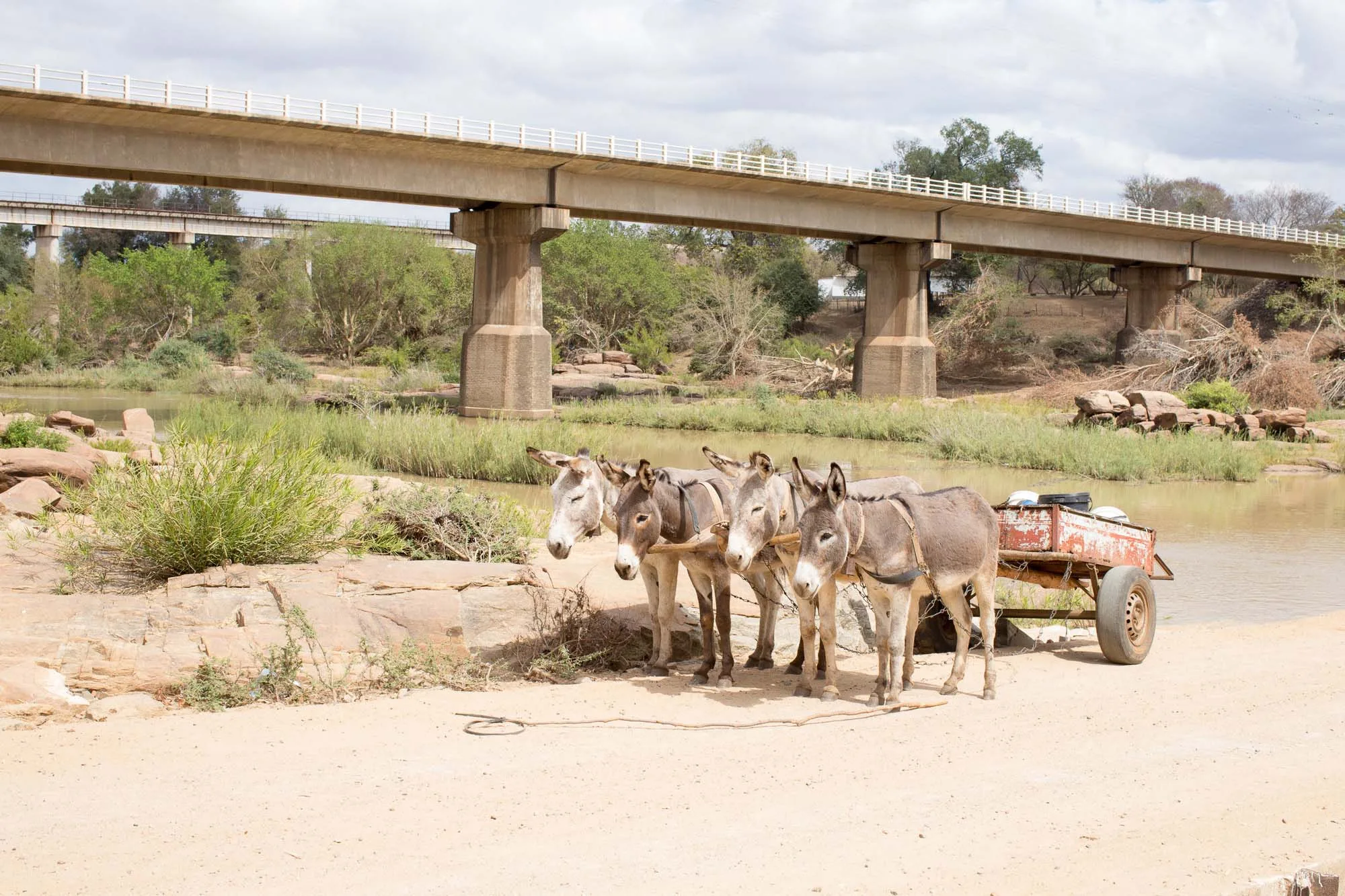 Four donkeys attached to cart by river