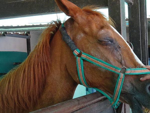 Brown horse in stable being treated by a vet