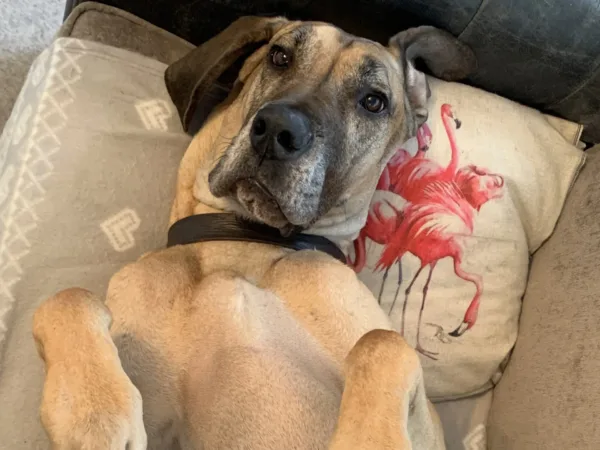 Great Dane lying on back
