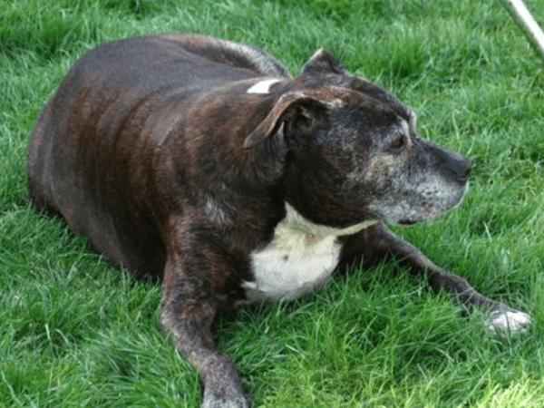 Small brown dog lying on a grass lawn.