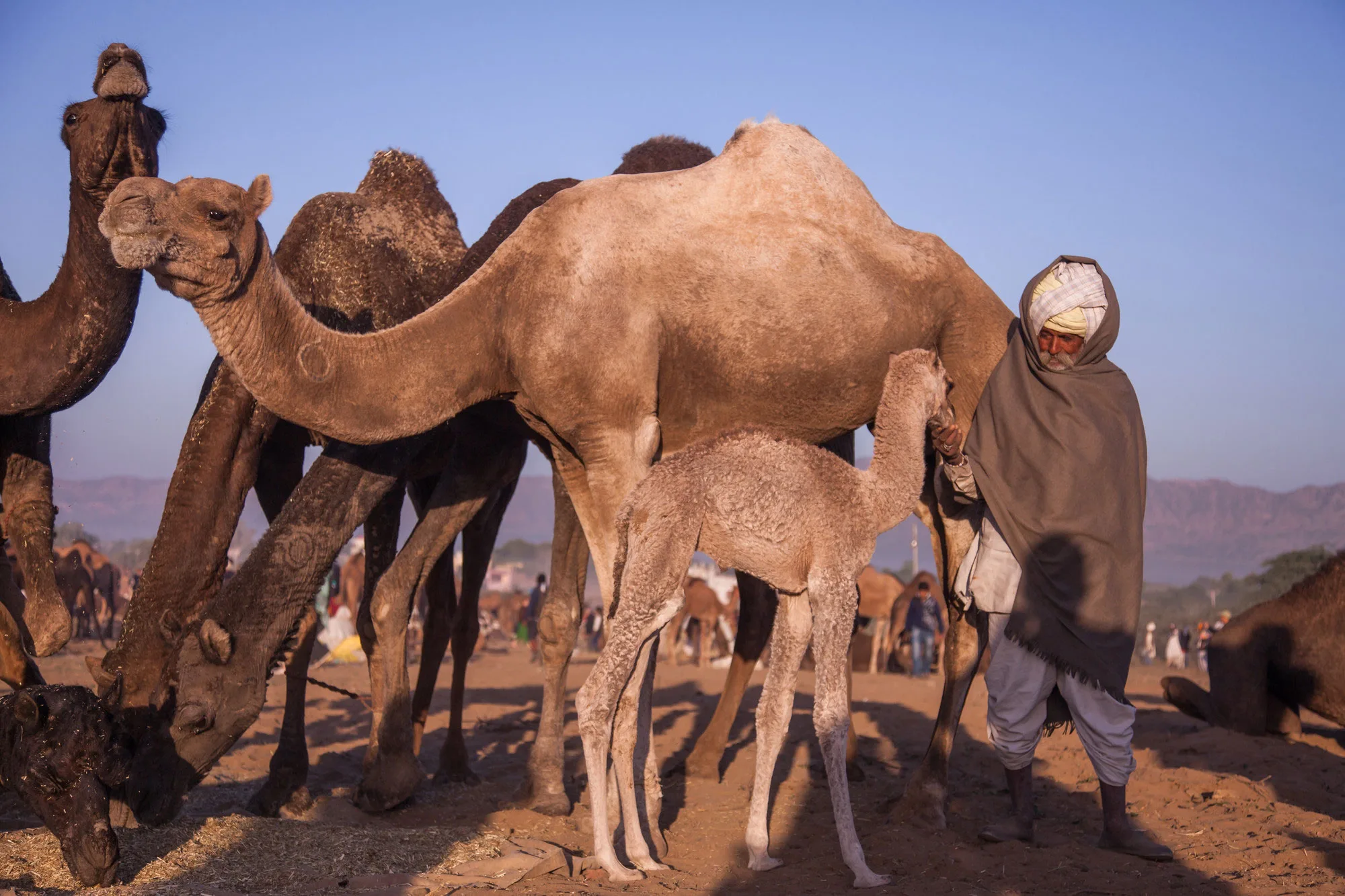 Man surrounded with camels petting a foal