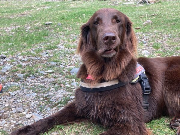 A brown dog laying on the grass