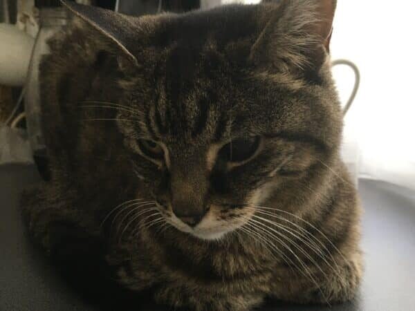 A cat sitting peacefully