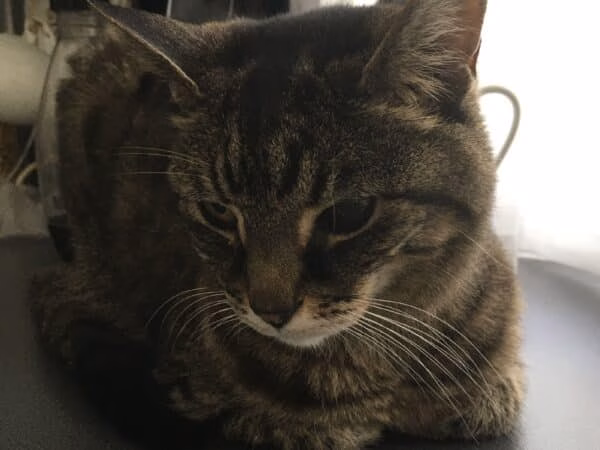 More than 13 million animals in Ethiopia, such as horses, mules, cattle and camels, lost their lives due to drought in 2008 and 2011