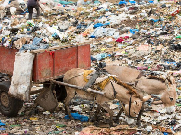Two working donkeys pulling a rubbish dump cart