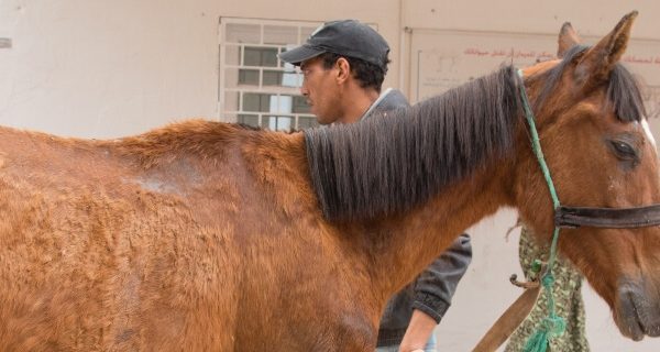 horse standing with owner